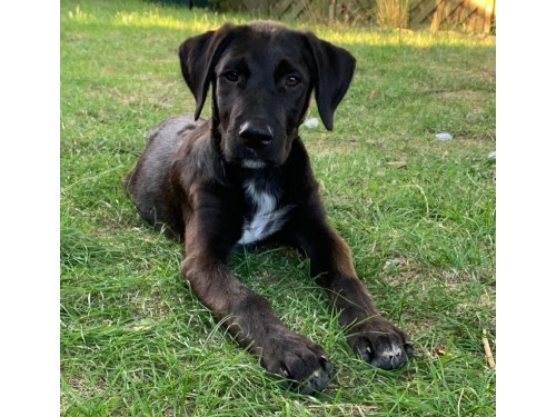 Sherlock – Herdenschutzhund-Labrador-Mischling, männlich, 5 Jahre, 32758 Detmold – zur Adoption