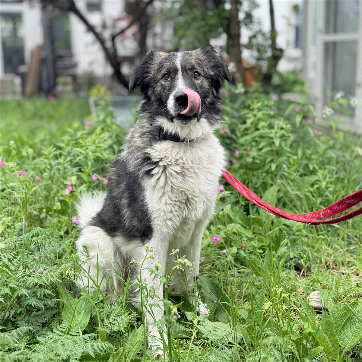 Kili – Kaukasischer Hirtenhund, Mix, männlich, 2 Jahre, 81829 München – zur Adoption