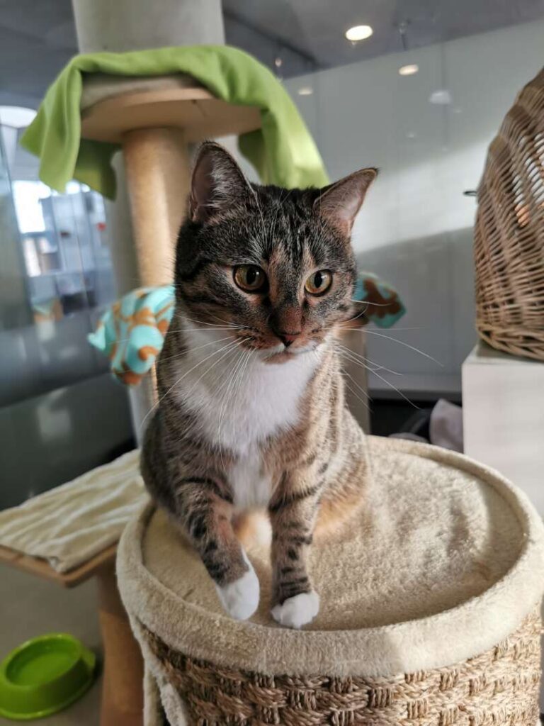 Kira – EKH, weiblich, 2 Jahre, 5 Monate, 13057 Berlin – zur Adoption