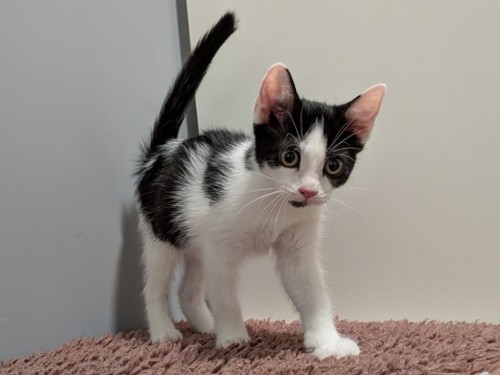 Ciara – Tier, männlich, 32758 Detmold – zur Adoption