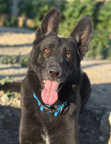 Nina – Belgischer Schäferhund-Mix, weiblich, 2 Jahre, 3 Monate, 65520 Bad Camberg – zur Adoption