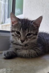 Elvira – Europäisch Kurzhaar, weiblich, 2 Monate, 97525 Schwebheim – zur Adoption