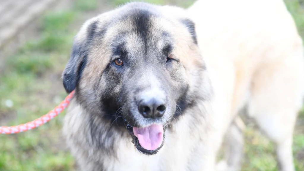 Koda – Kaukasen-Mix, männlich, 2 Jahre, 7 Monate, 13057 Berlin – zur Adoption