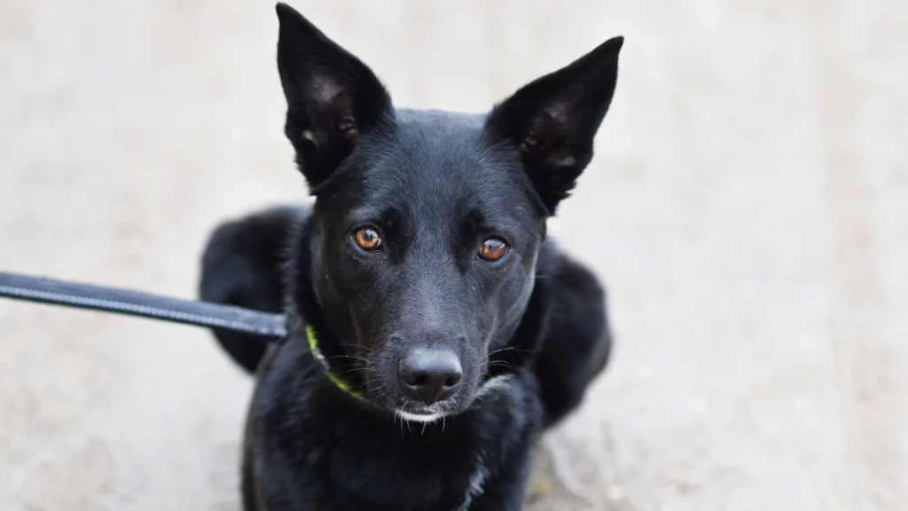 Dornröschen – Terrier-Mix, weiblich, 2 Jahre, 13057 Berlin – zur Adoption