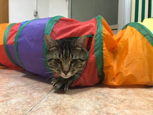 Flus – Europäisch Kurzhaar, männlich, 2 Jahre, 65520 Bad Camberg – zur Adoption