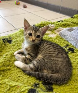Tori – Europäisch Kurzhaar, weiblich, 97525 Schwebheim – zur Adoption