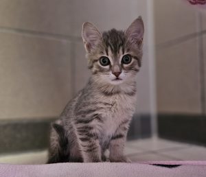 Manu – Europäisch Kurzhaar, weiblich, 97525 Schwebheim – zur Adoption