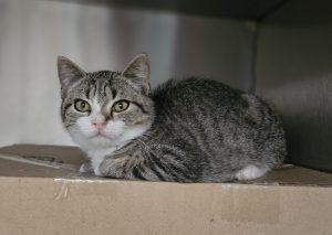 Erwin – Europäisch Kurzhaar, männlich, 97525 Schwebheim – zur Adoption