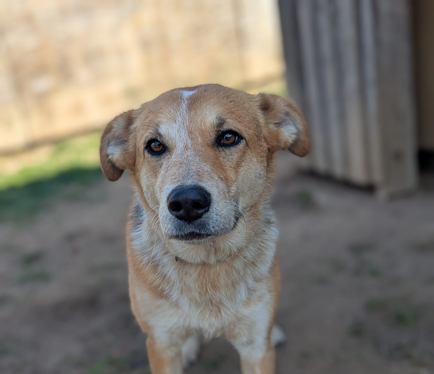Kaya