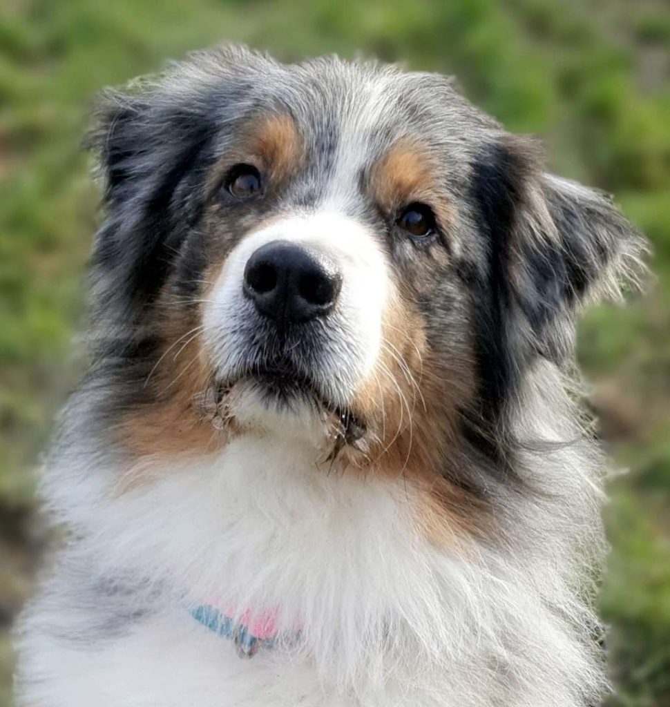 Torben – Australian Shepherd, männlich, 7 Jahre, 10 Monate, 13057 Berlin – zur Adoption