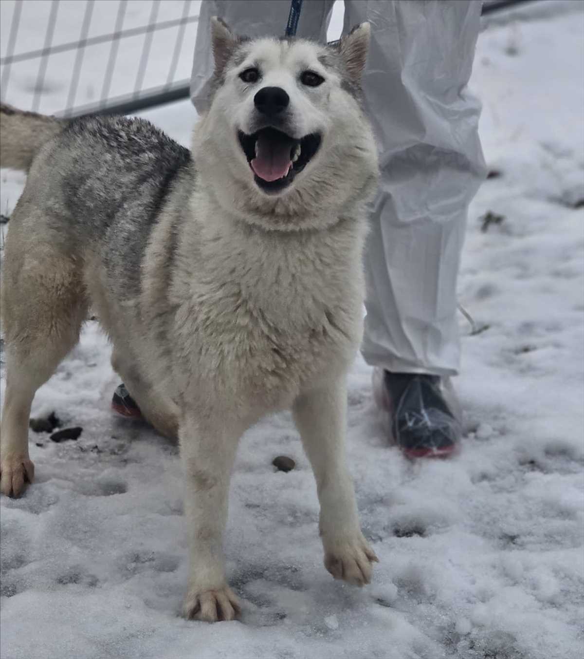 LILLI – Husky, weiblich, 81829 München – zur Adoption