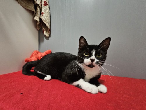 Queen Elizacat – Katze, männlich, 32758 Detmold – zur Adoption