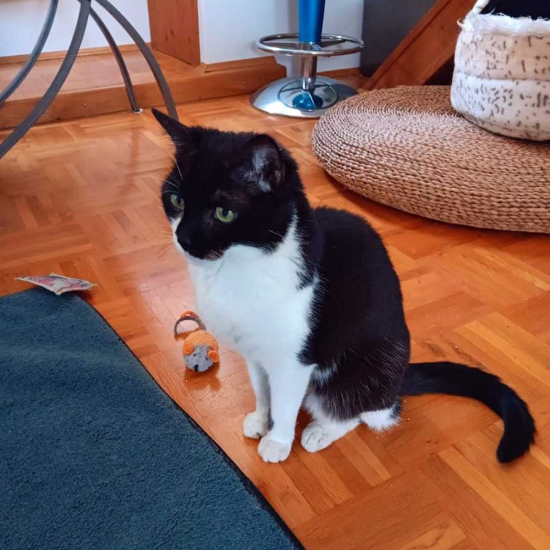 Tapsi