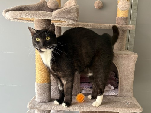 Mucki – Katze, weiblich, 32758 Detmold – zur Adoption