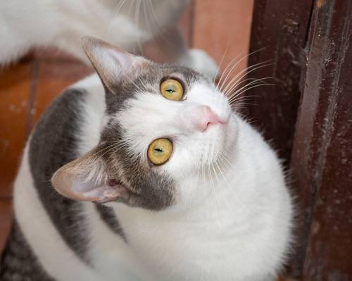 Monchi – Europäisch Kurzhaar, männlich, 1 Jahr, 6 Monate, 65520 Bad Camberg – zur Adoption