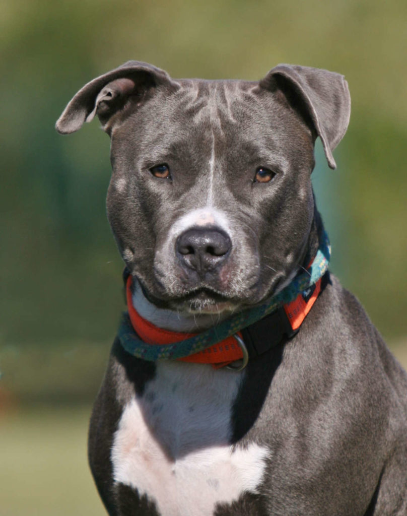Frauke – Staffordshire Terrier Mix, weiblich, 10 Jahre, 13057 Berlin – zur Adoption