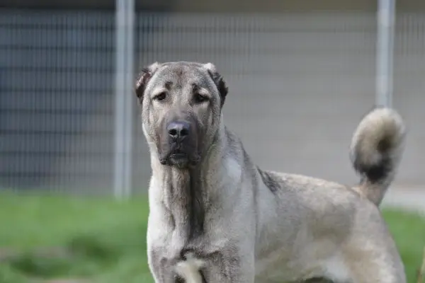 Spencer – Kangal, männlich, 1 Jahr, 11 Monate, 13057 Berlin – zur Adoption