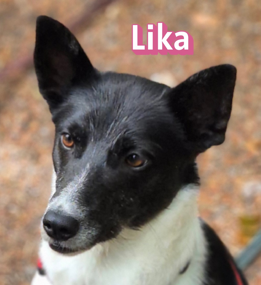 Lika