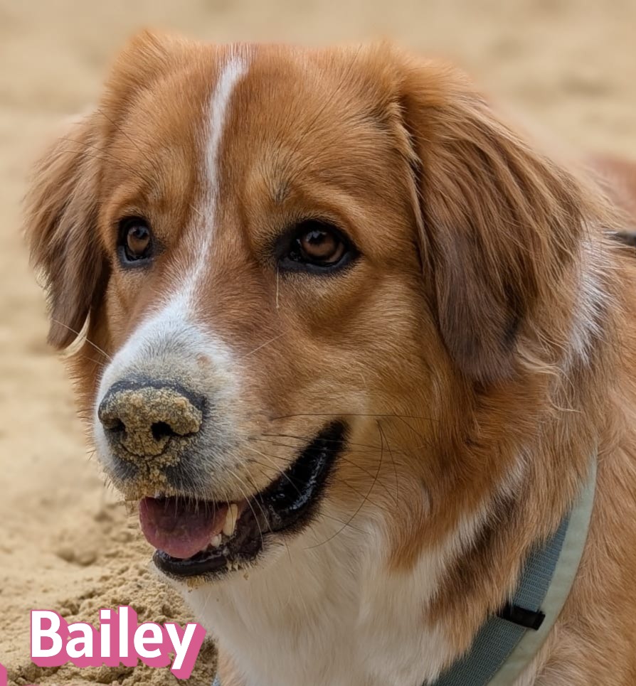 Bailey
