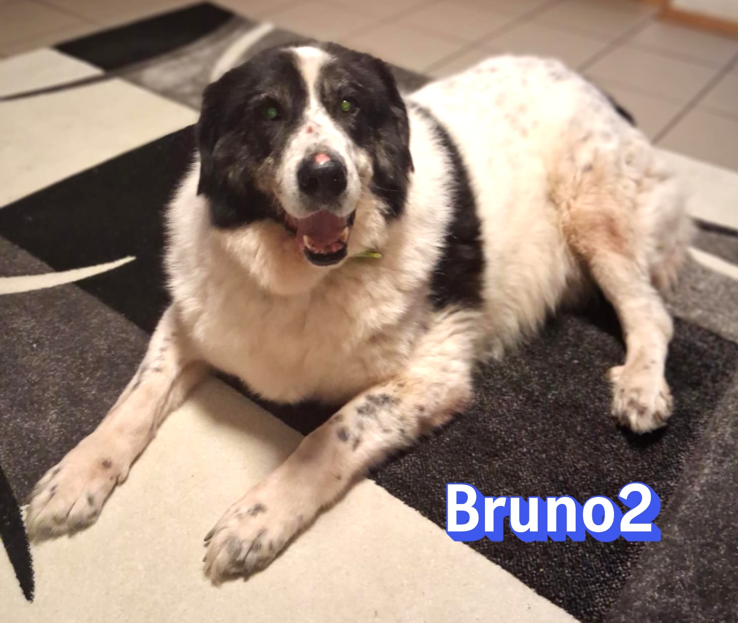 Bruno