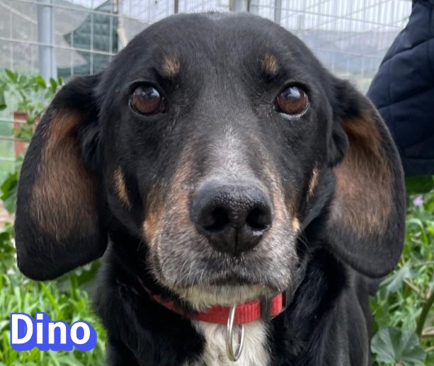 Dino