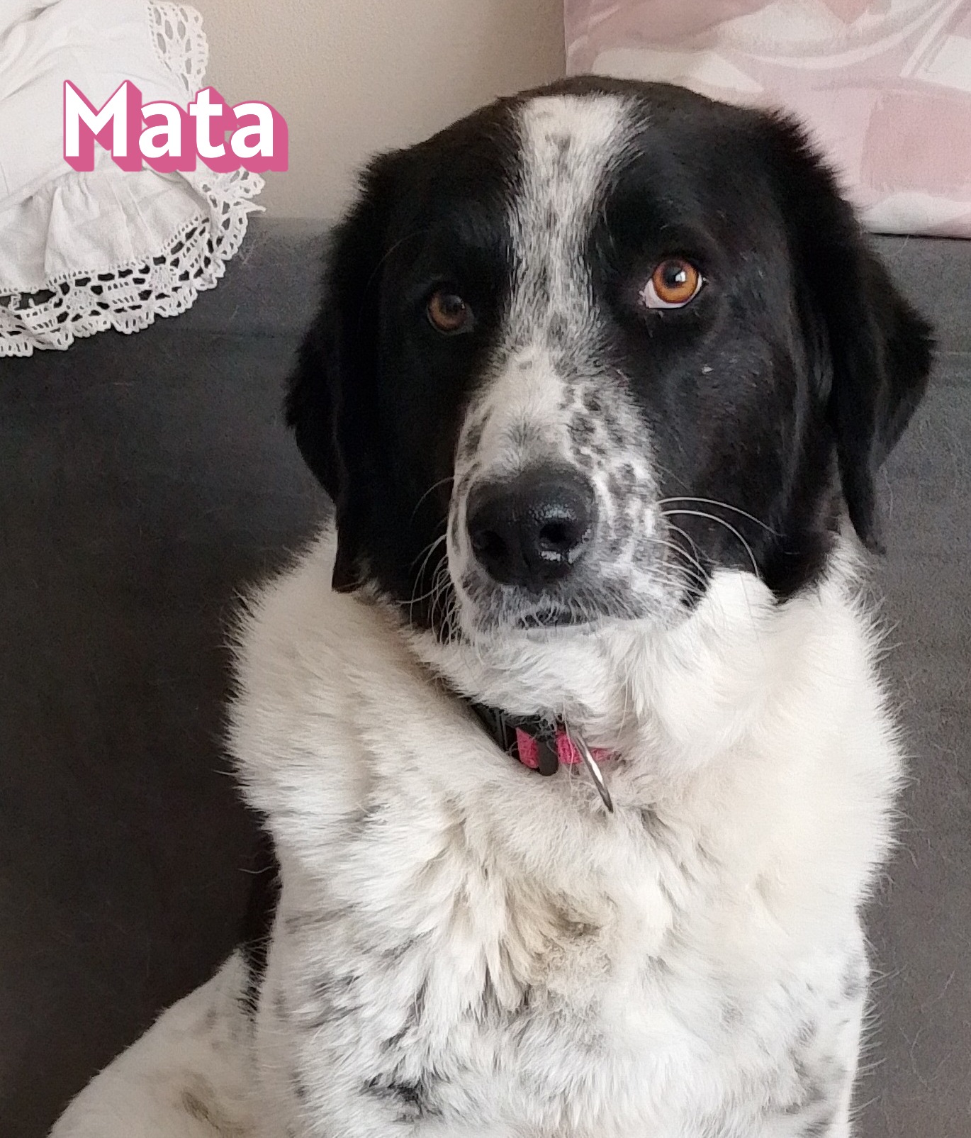 Mata