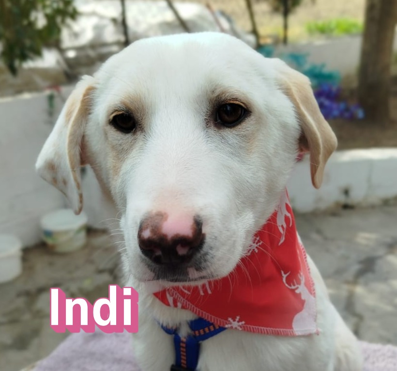 Indi