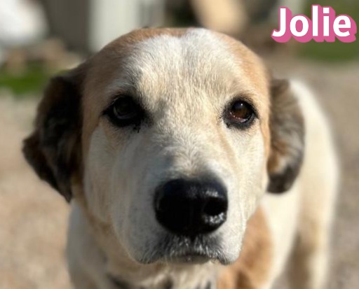 Jolie