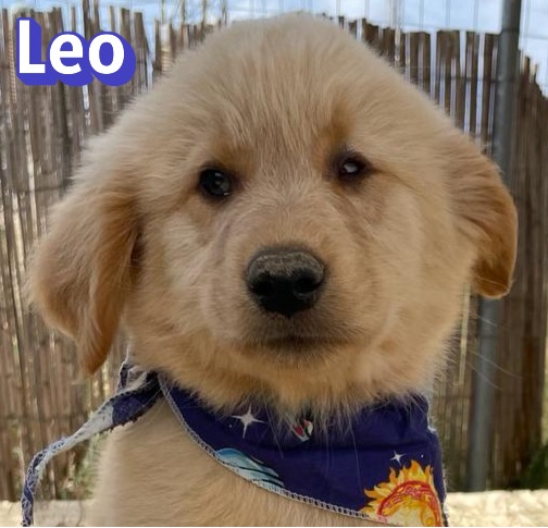 Leo