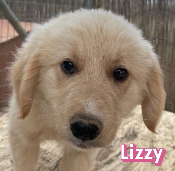 Lizzy