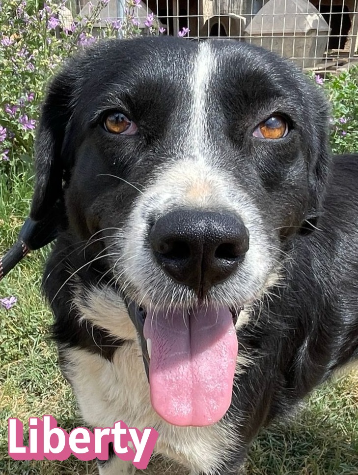 Liberty – Hund, weiblich, 4 Jahre, 9 Monate, Griechenland – zur Adoption
