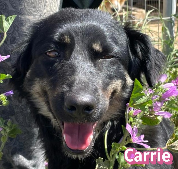 Carrie – Hund, männlich, 1 Jahr, 2 Monate, Griechenland – zur Adoption