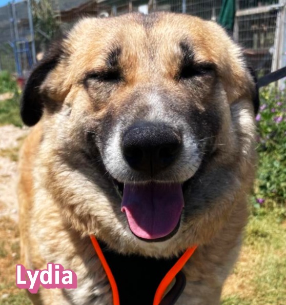 Lydia – Hund, weiblich, 3 Jahre, 1 Monate, Griechenland – zur Adoption