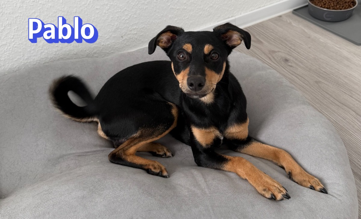 Pablo – Pinscher, männlich, 9 Monate, 51109 Köln – zur Adoption