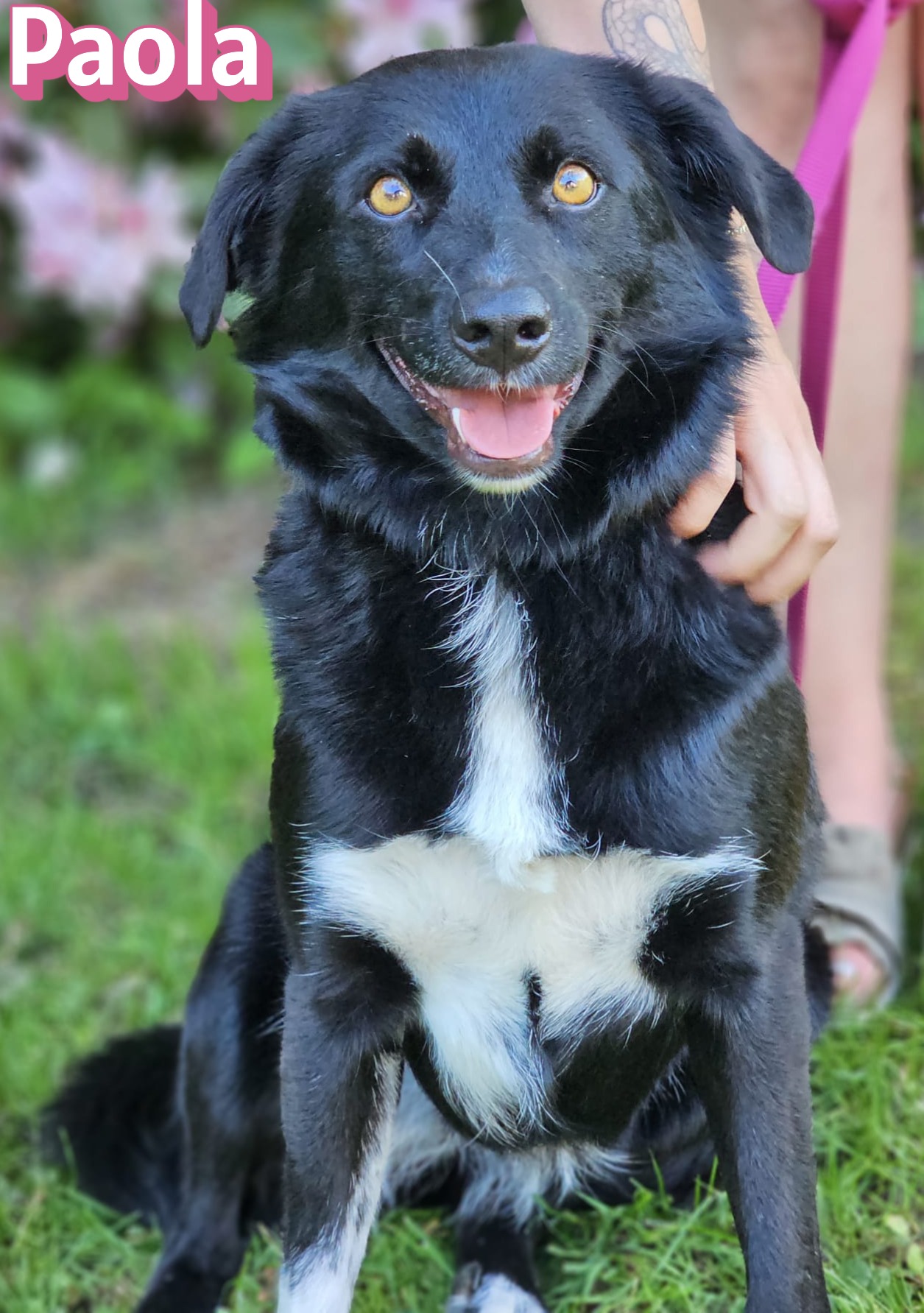 Paola – Hund, weiblich, 2 Jahre, 10 Monate, 64756 Mossautal – zur Adoption