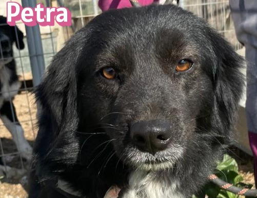 Petra – Hund, weiblich, 1 Jahr, 7 Monate, Unbekannt – zur Adoption