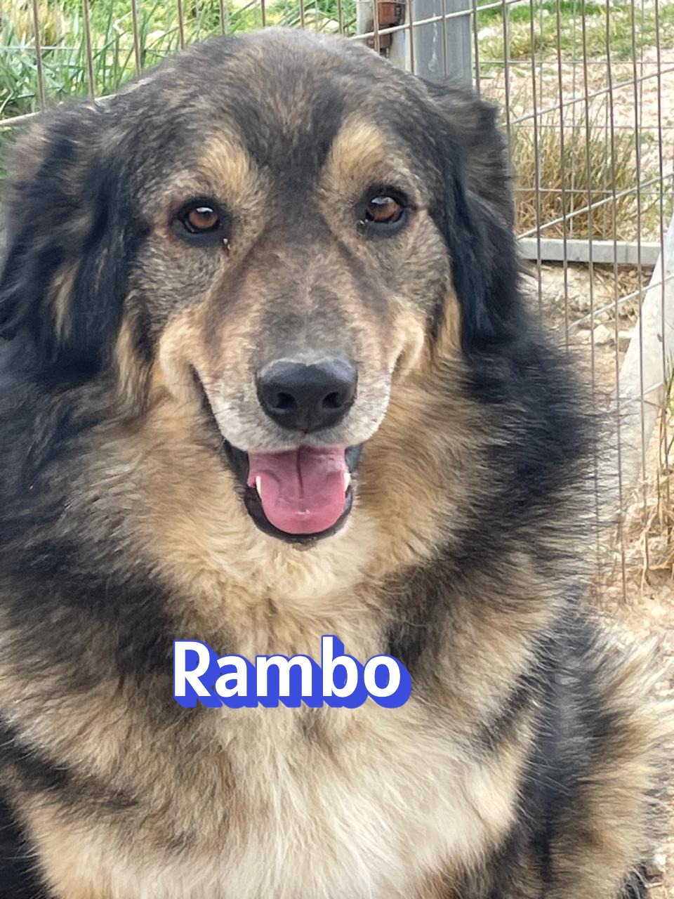 Rambo – Hund, männlich, 4 Jahre, 5 Monate, Unbekannt – zur Adoption