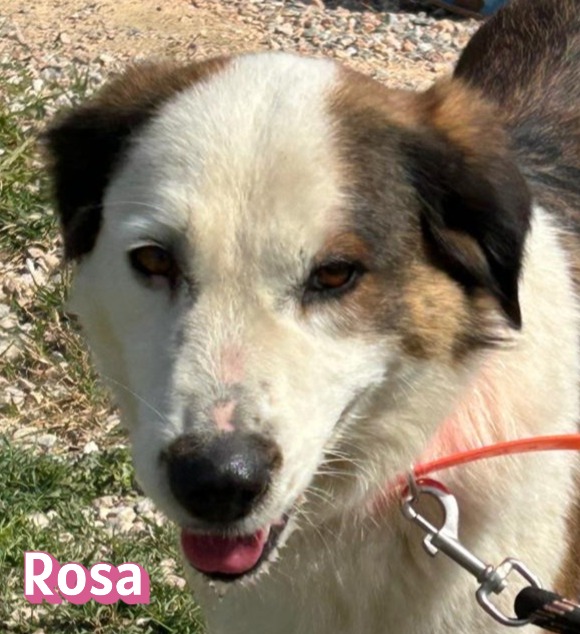 Rosa – Hund, weiblich, 2 Jahre, 7 Monate, Griechenland – zur Adoption
