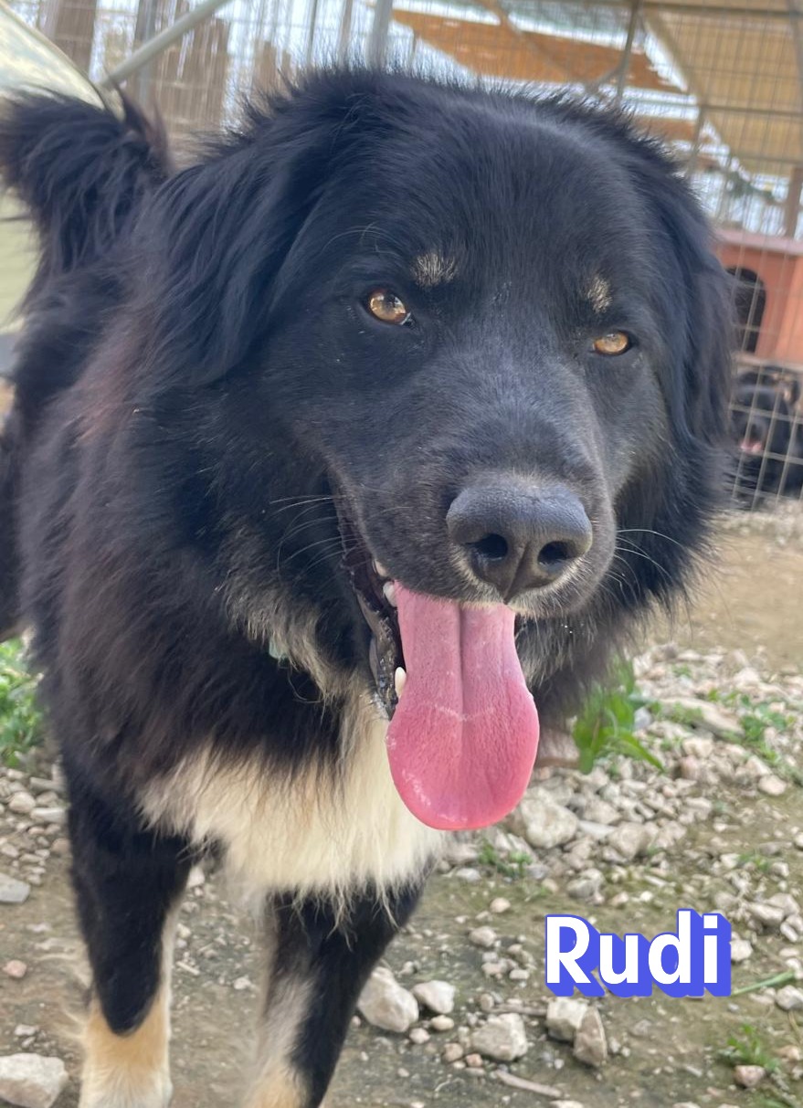 Rudi – Hund, männlich, 2 Jahre, 4 Monate, Griechenland – zur Adoption
