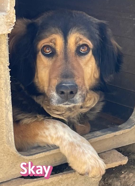 Skay – Hund, weiblich, Unbekannt – zur Adoption