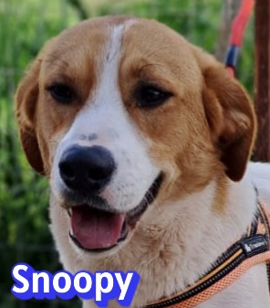Snoopy – Hund, männlich, 1 Jahr, 2 Monate, Griechenland – zur Adoption