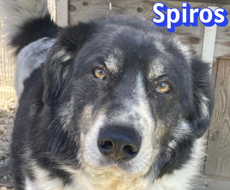 Spiros – Hund, männlich, Unbekannt – zur Adoption