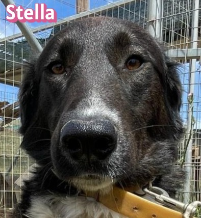 Stella – Hund, weiblich, 2 Jahre, 5 Monate, Griechenland – zur Adoption