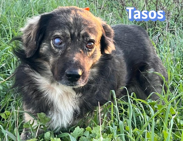 Tasos – Hund, männlich, 4 Jahre, 5 Monate, Griechenland – zur Adoption