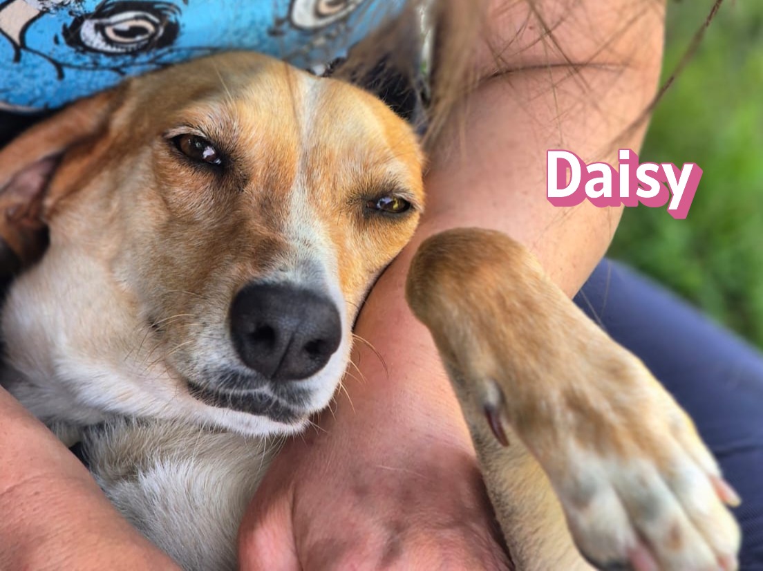 Daisy