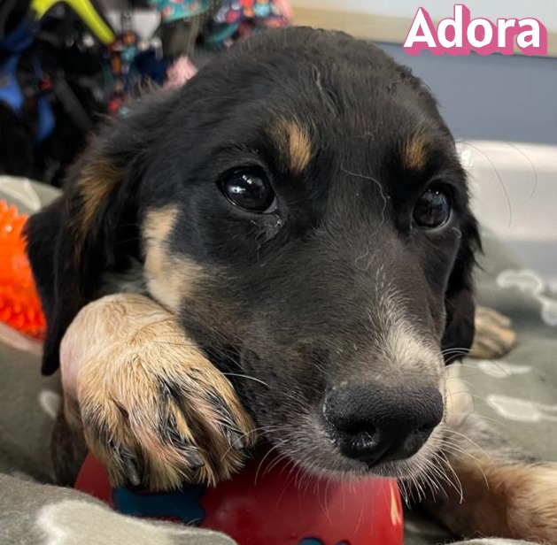 Adora