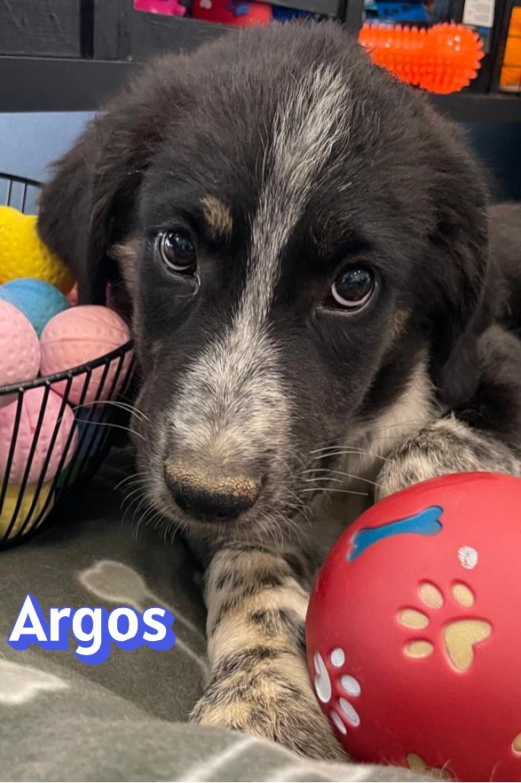 Argos – Hund, männlich, 4 Monate, Griechenland – zur Adoption