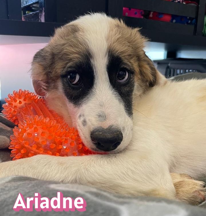 Ariadne