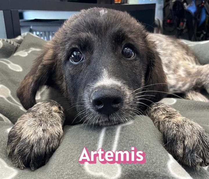 Artemis