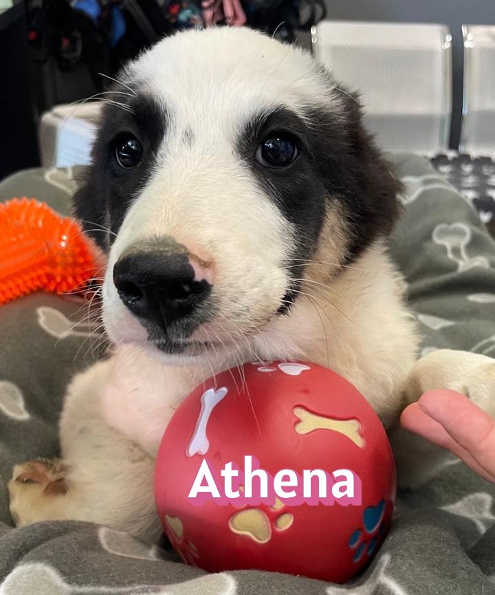 Athena
